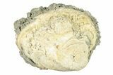 Fossil Clam (Mercenaria) - Ruck's Pit, FL #264739-1